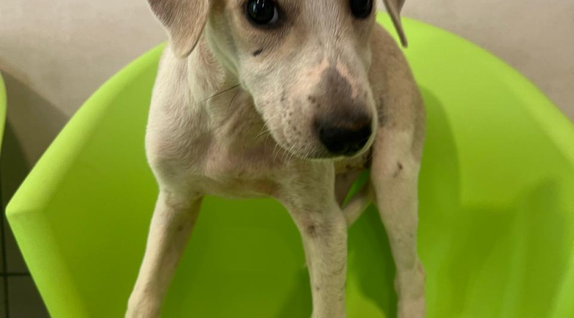 Chiens à adopter